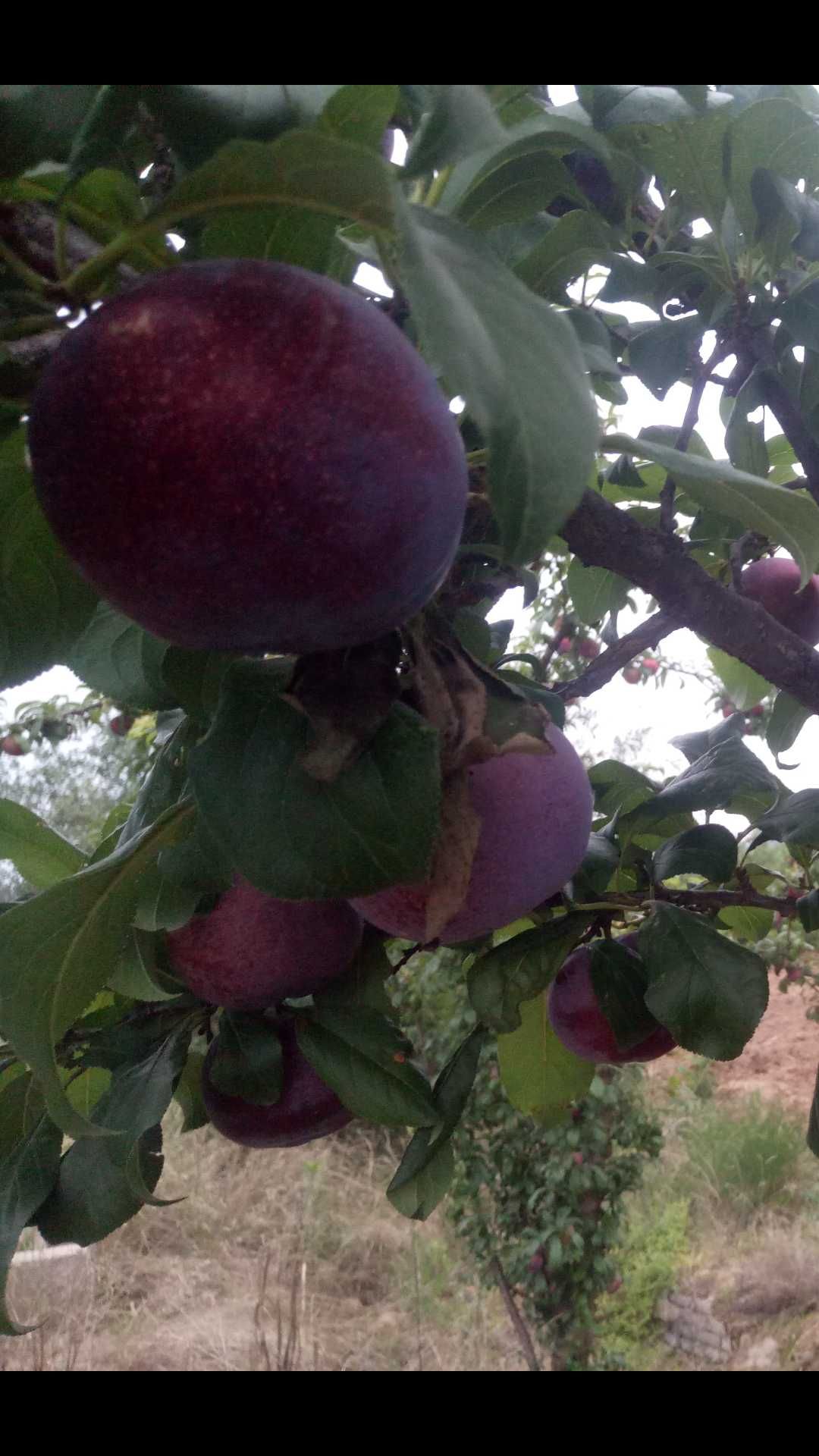 黑布林 红布林 李子，电商超市对接，价格美丽，可视频看货。