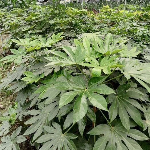 成都 成都八角金盘电基地