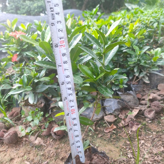 东莞市 小叶龙船花