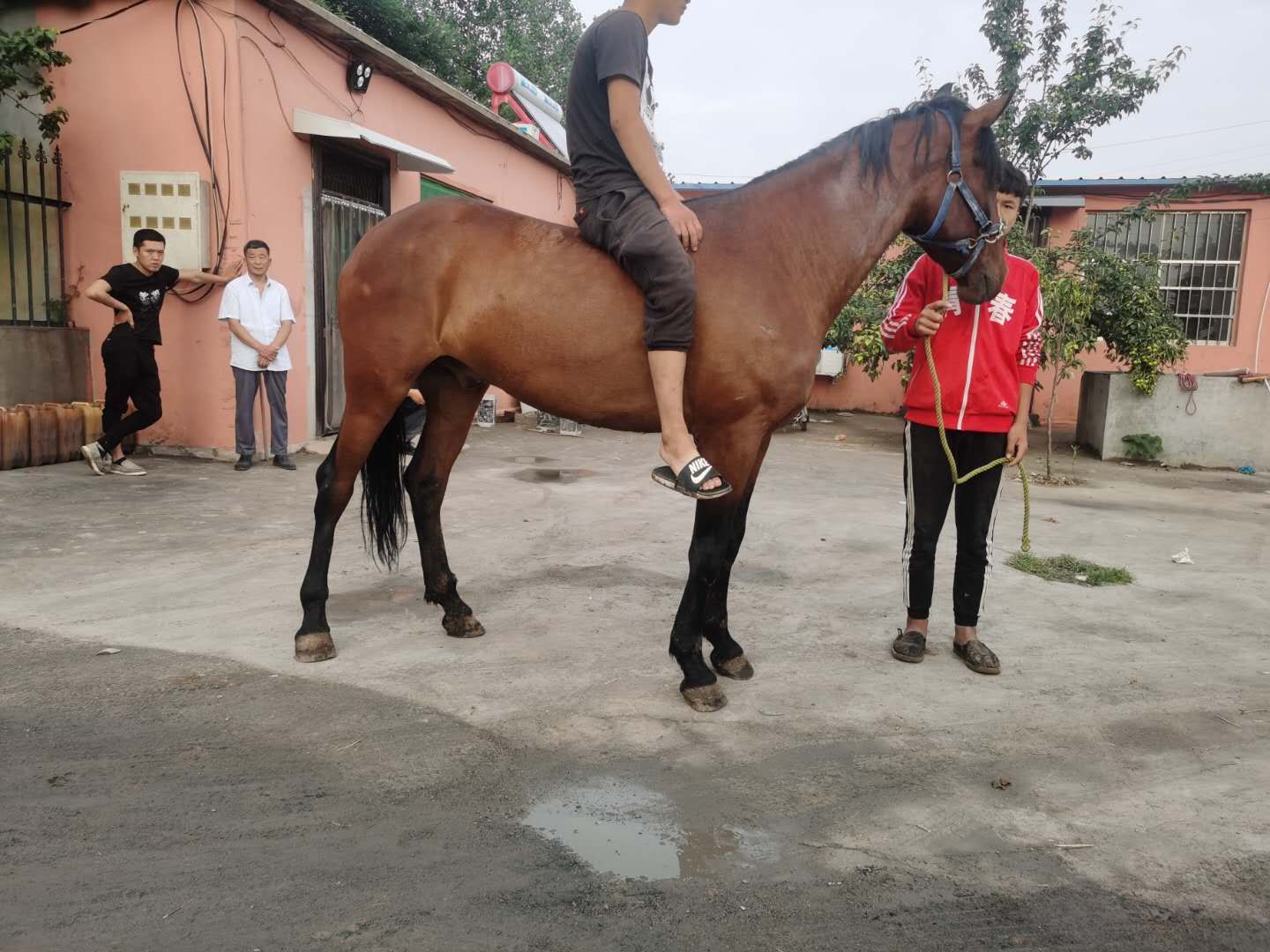  个人乘骑，景区，来车马