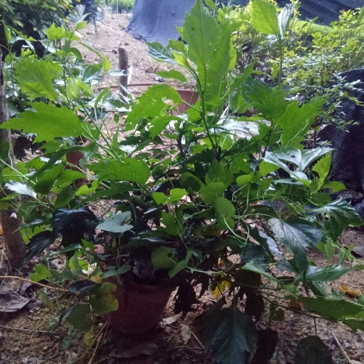 漳州 红花朱槿