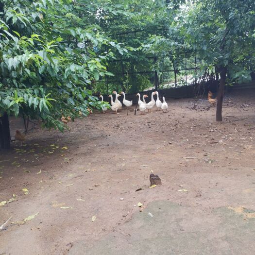 潜山市大白鹅 肉质鲜美，煲汤好喝
