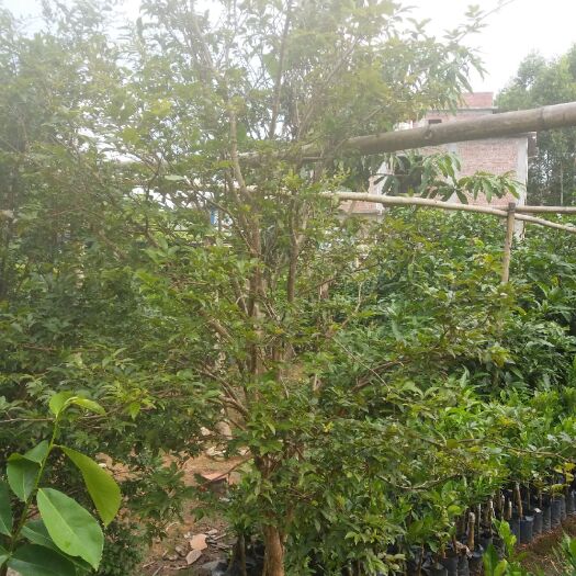 灵山县嘉宝果苗 嘉宝果果苗