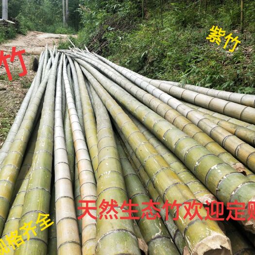 安吉县弯竹