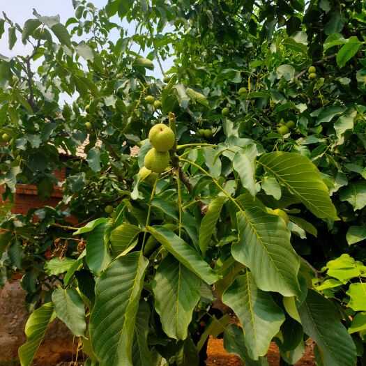 遵化市鲜核桃 大量现货