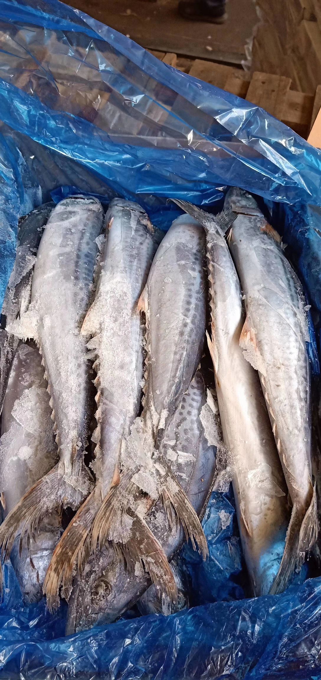 冰冻鱼类 马鲛鱼