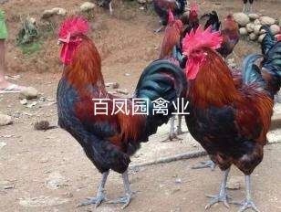 昆明 血毛土鸡 血毛瑶鸡鸡苗 脱温苗