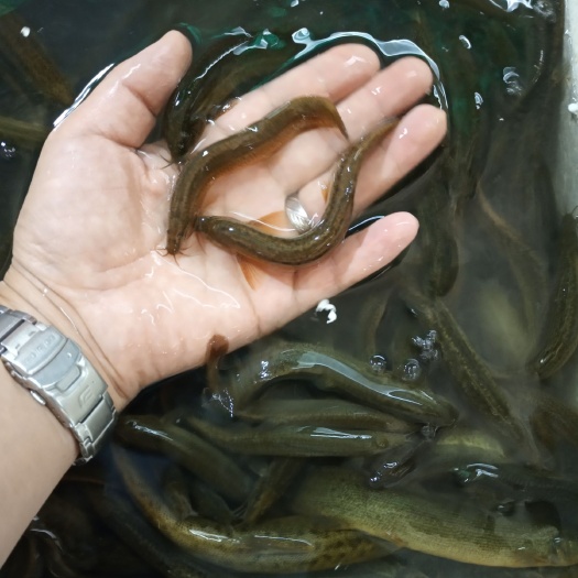 昆明青色泥鳅苗 泥鳅鱼苗，成活高，生长快，抗病毒强，三至四个月能上市。