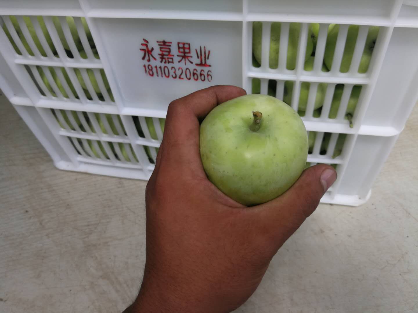  山东辽伏苹果、果皮黄绿色，阳面浅红色，肉质松脆，甜味较浓。