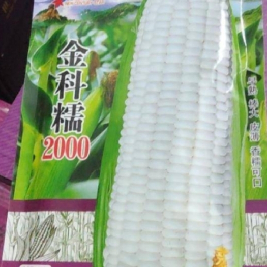郑州金科糯2000糯玉米种子，