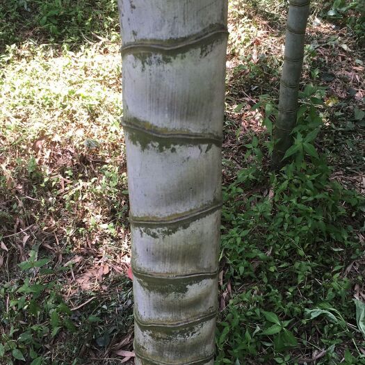 阳新县圣音竹