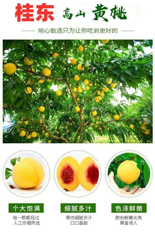 桂东高山黄桃 60mm以上 4两以上