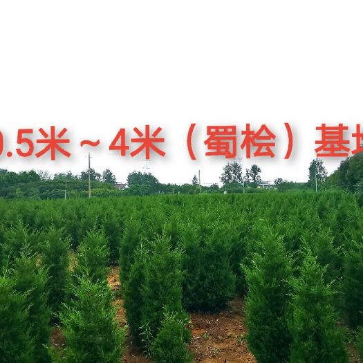 来安县 蜀桧，塔柏，针柏，苗木基地，一手货源价格低价出售