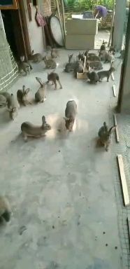 嘉祥县比利时兔 肉兔种兔新西兰种兔养殖场比利时种兔