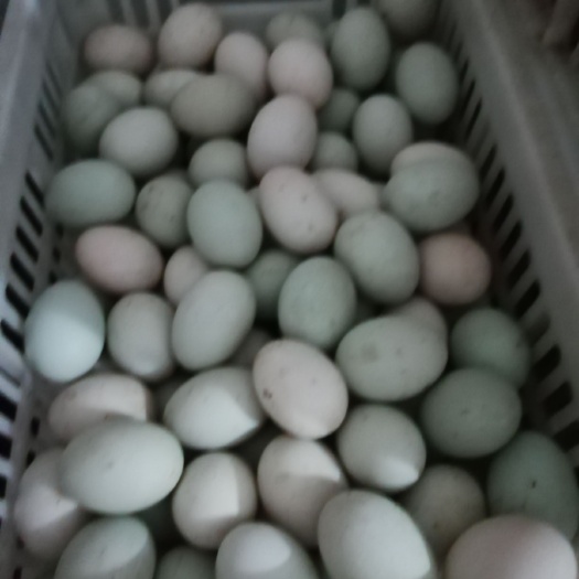 上杭县白羽青壳鸭蛋 食用 散装