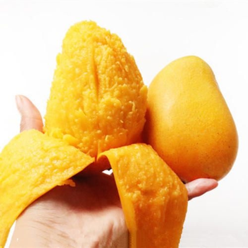 灵山县 台农芒果苗，裸根发货的今年种明年可挂机果