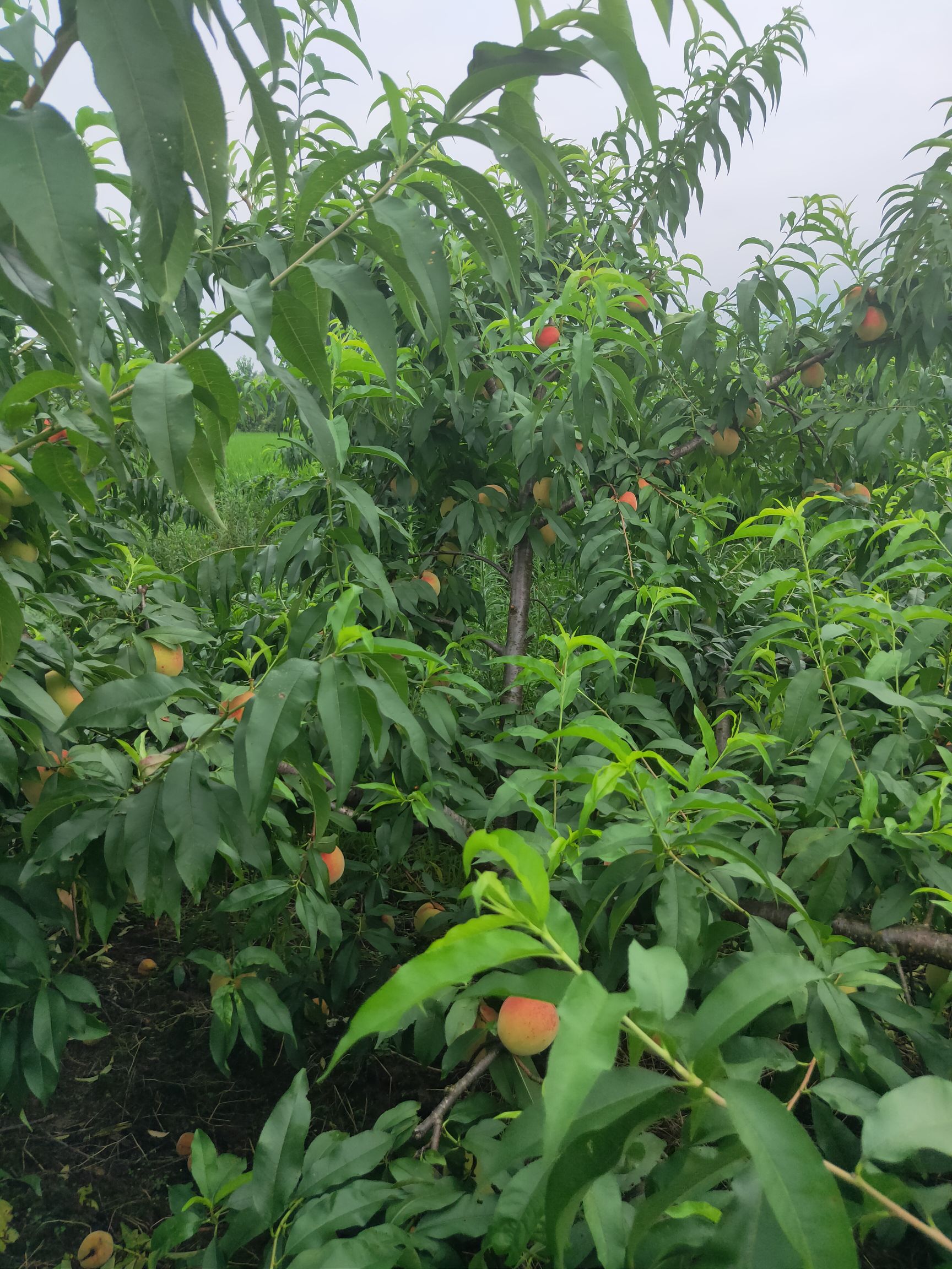  苹果桃大量上市，需要的联系我