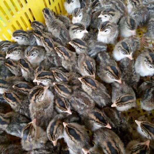 南宁珍珠鸡苗  【平台优选孵化场】 ，质量有保障