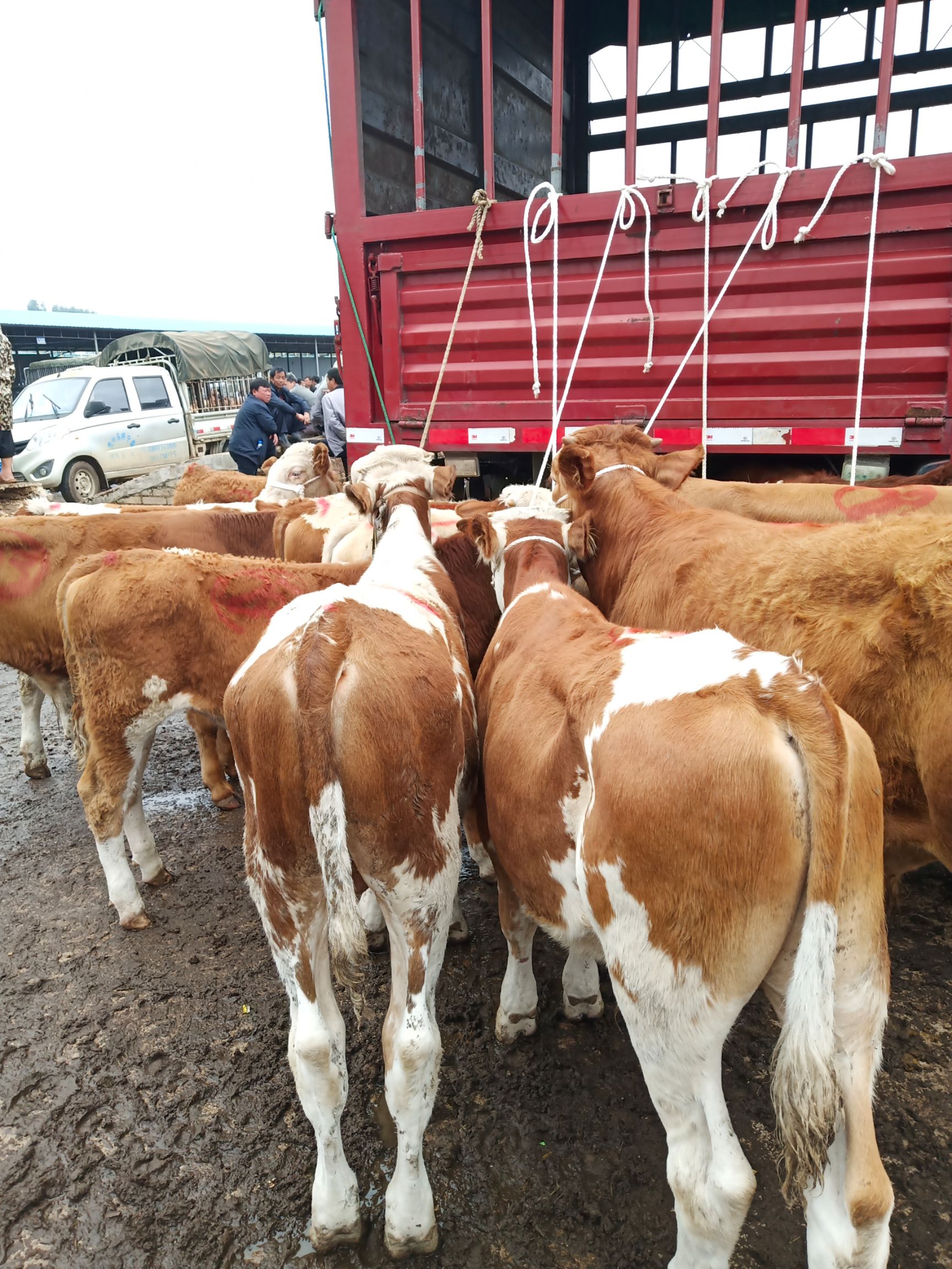 威宁彝族回族苗族自治县 最近的小公牛大量的下滑，一般五六百斤的公牛，一万二三左右