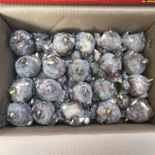 漳州水仙花批发 四级花球 漳州水仙种植出口基地 农户直销