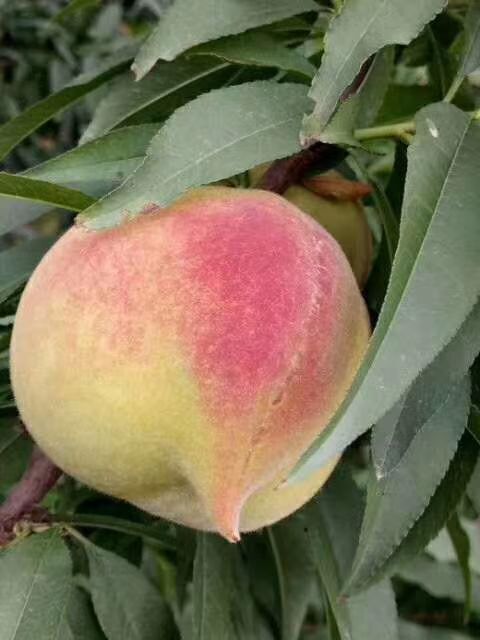 翁源县鹰嘴蜜桃 正宗鹰嘴桃