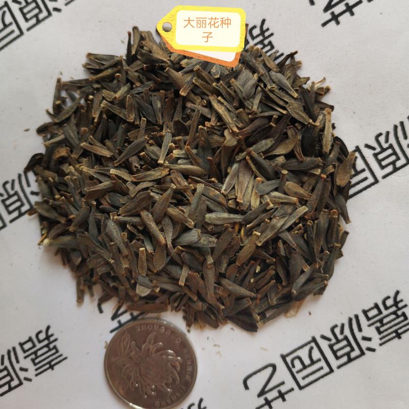 大丽花种子种球盆栽植物大丽菊球根花卉种子四季室内外好养庭院