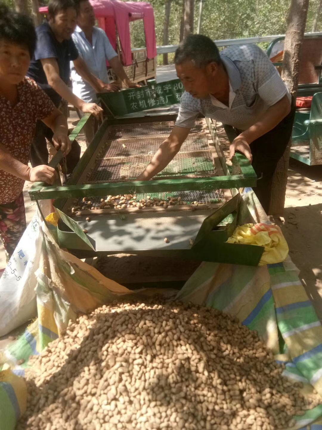 （热卖）鲁花8号鲜花生，过筛，优质花生，人工挑选