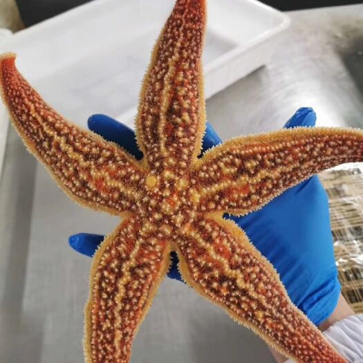 东港市 海星新货加工  肥满度好