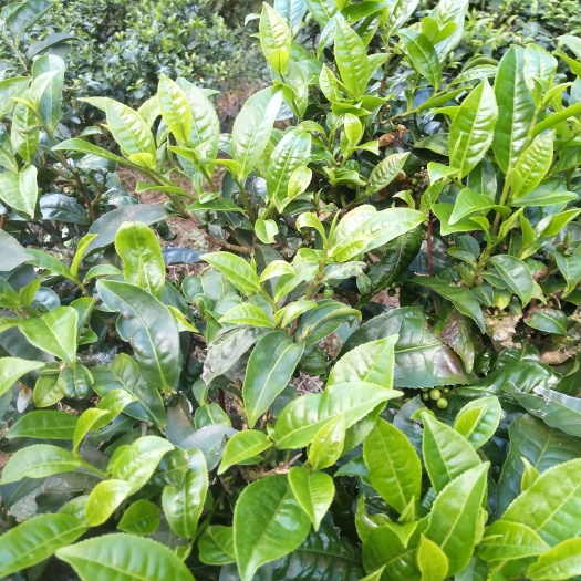 昌宁县 绿茶云南绿茶
