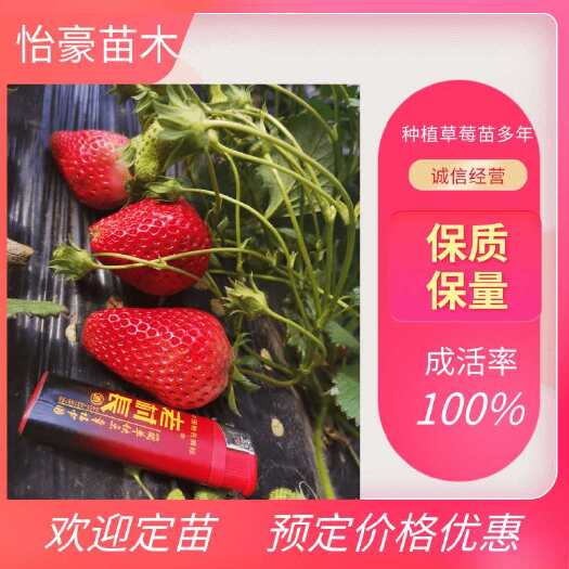 泰安法兰帝地草莓苗  法兰帝草莓苗，优质草莓苗