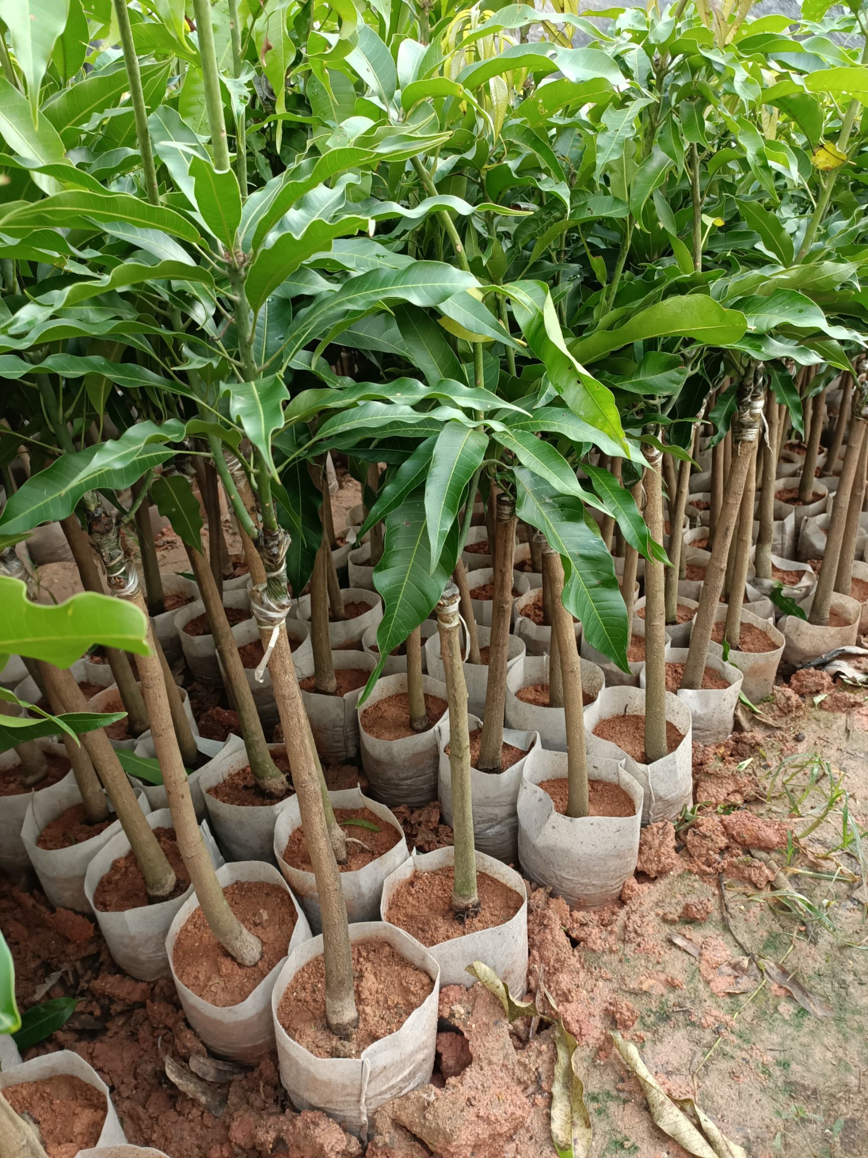  台农芒果苗，裸根发货的今年种明年可挂机果