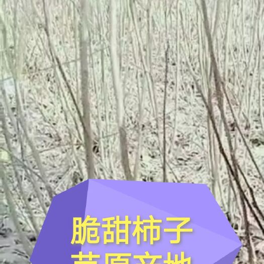 绛县日本甜柿子苗  脆甜柿子苗，阳丰柿子苗原产地品质保证