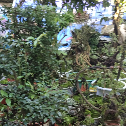 大方县景观盆栽  漂亮百年荀子桩，各种大型桩盆景，金弹子
