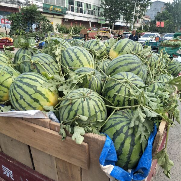 8424西瓜  西瓜  美都，美佳陆地西瓜，大量上市