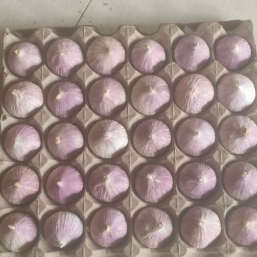 黑山县紫皮独头蒜 精品大独头