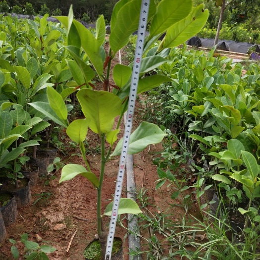 白沙县榴莲蜜树苗  黄肉榴莲蜜
