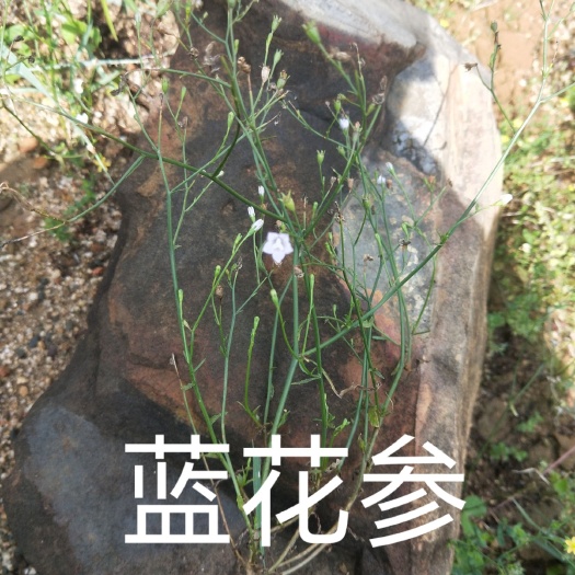 紫金县 细叶沙参丶蓝花参