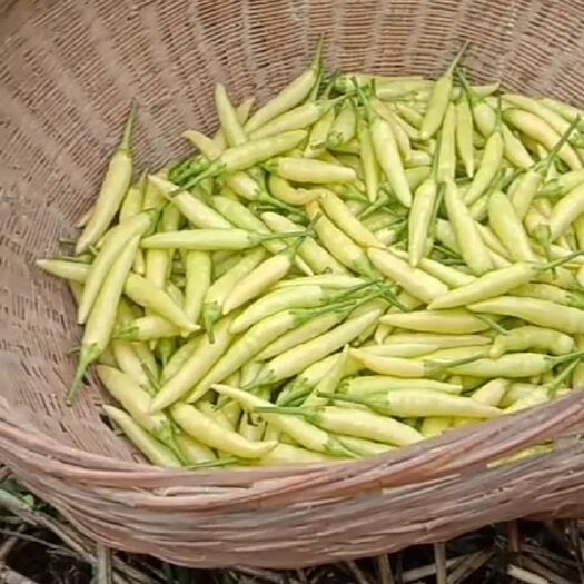 郸城县鲜泡椒 自家种植采摘，保证新鲜，无烂果