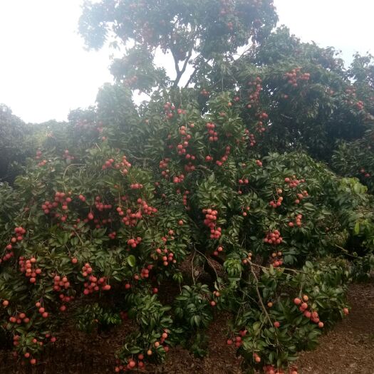苍梧县 荔枝