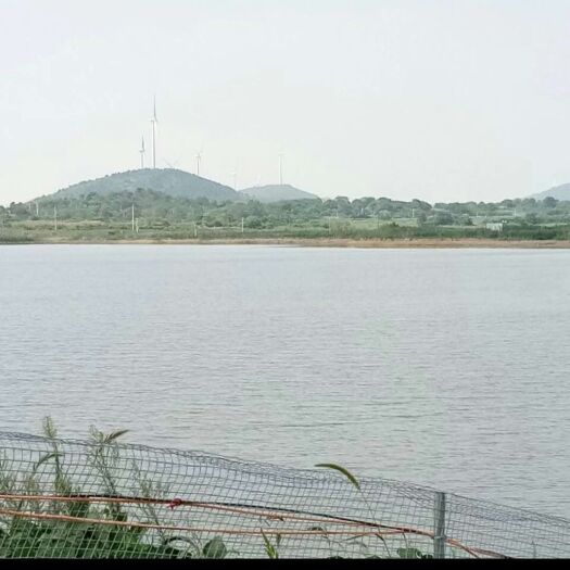 巢湖 水库甲鱼