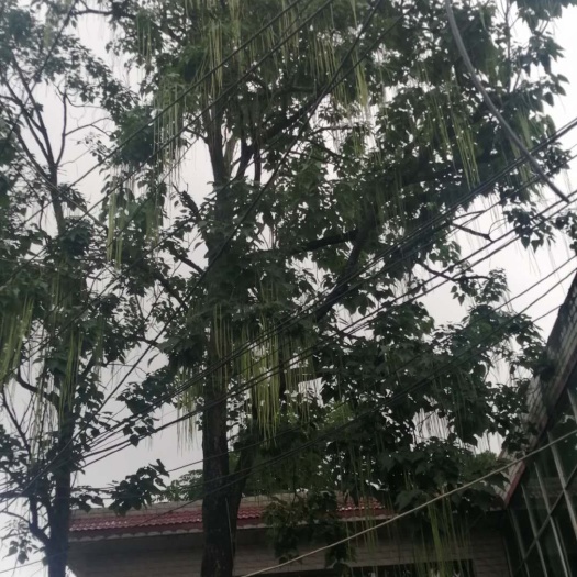 楸树种子 秋树种子