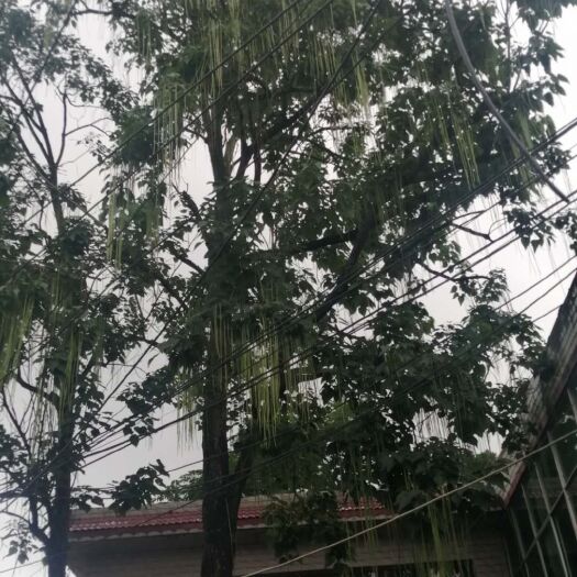 镇宁县楸树种子 秋树种子