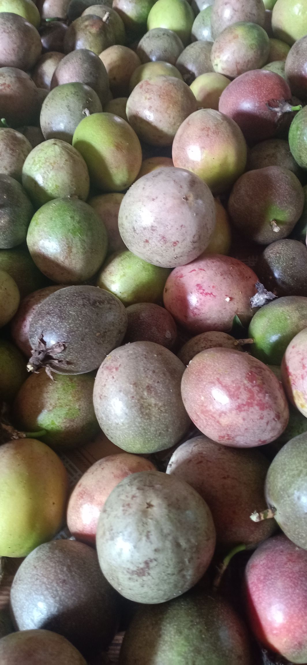 紫香一号百香果  批发零售紫红色百香果，香味浓郁，营养丰富，老少皆宜，