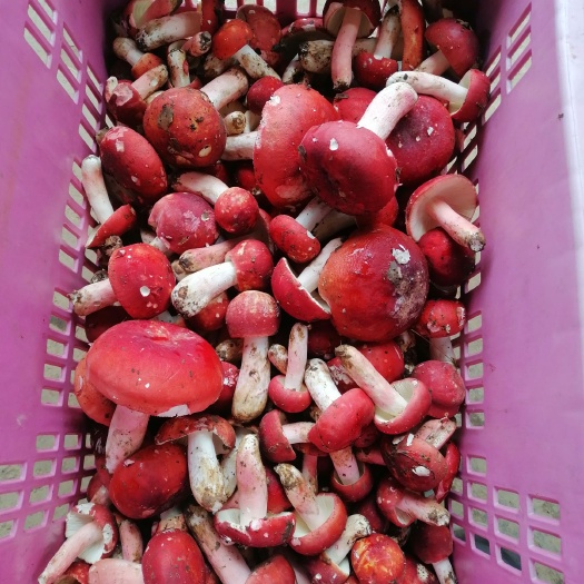孟连县美味牛肝菌 干牛肝菌