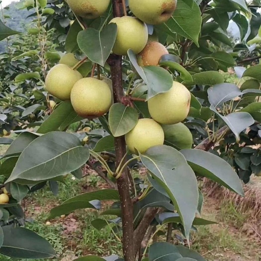 靖西市桂花梨 德保果园开放，可以暑假自摘，批发零售。价格最低。