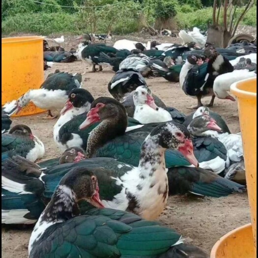 金沙县火鸭苗  大种火鸭