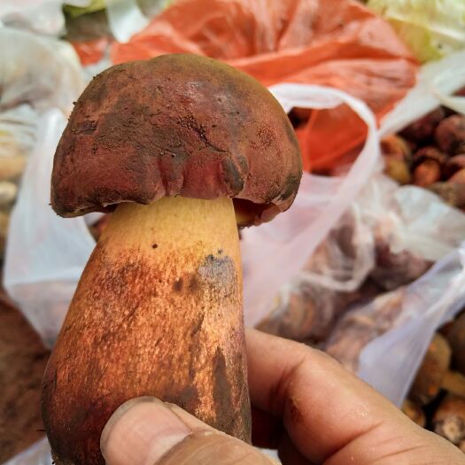 漾濞县美味牛肝菌 鲜牛肝菌