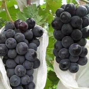 邯郸夏黑葡萄 颗粒大口感好