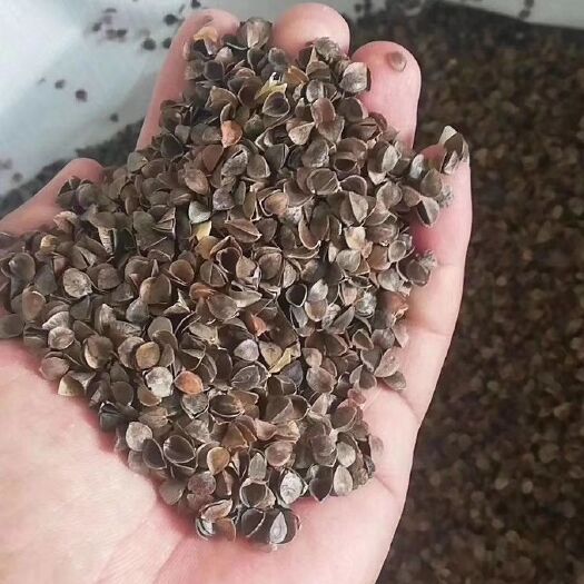 二连浩特荞麦壳