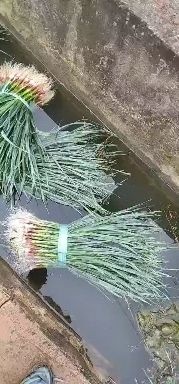 曲靖红根蒜苗 45 - 50cm